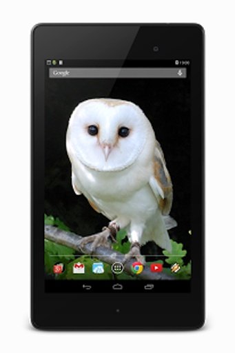 Owl Live Wallpapers截图3