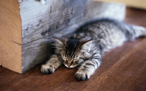 Cats Wallpapers HD截图2