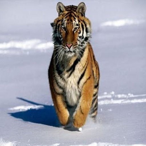 Angry Tigers截图2