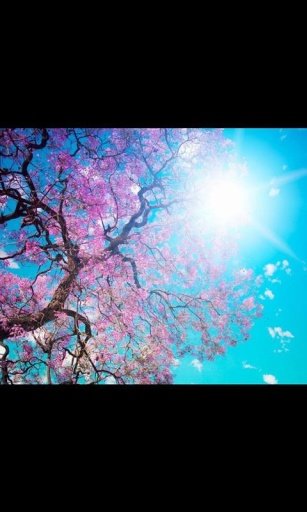 Flower Live Wallpaper 2截图4