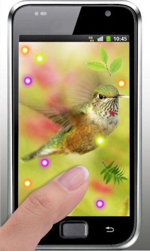 Lovely Colibri live wallpaper截图9