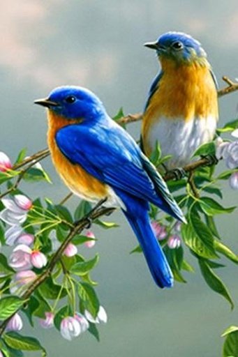 beautiful birds live wallpaper截图2