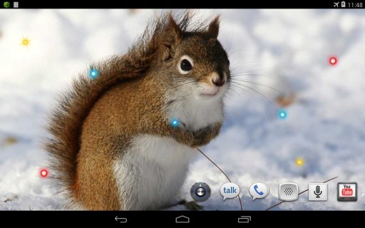 Squirrel Jokes live wallpaper截图4