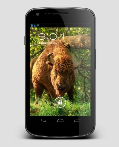 Forest Animals Beaver LiveWP截图4