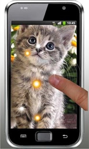 Kitty Gallery HD LiveWallpaper截图4