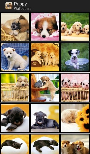 Puppy - HD Wallpapers截图2