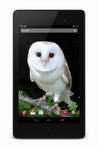 Owl Live Wallpapers截图2