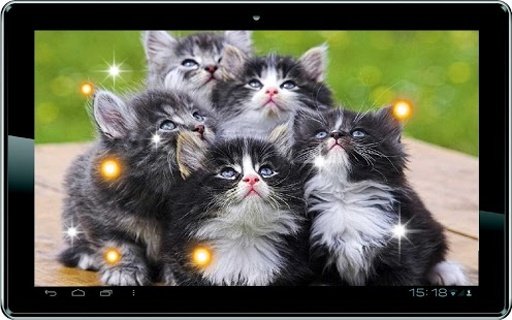 Kitty Gallery HD LiveWallpaper截图2