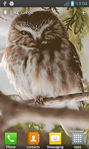 Talking Owl Live截图3