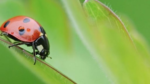 Ladybug HD截图7