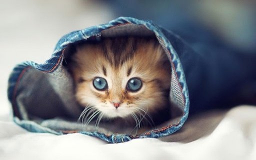 Adorable cat wallpaper截图6