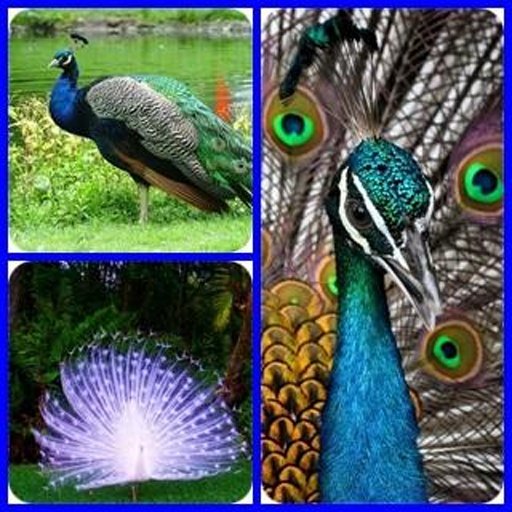 Peacock Find Difference Game截图1