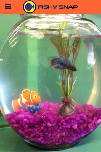 Pet Fish Photos截图1