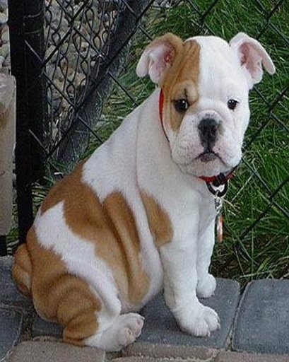 My Talking Bulldog Puppies截图5