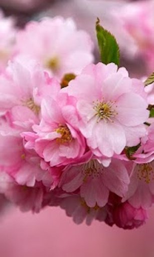 Amazing Spring wallpaper截图3