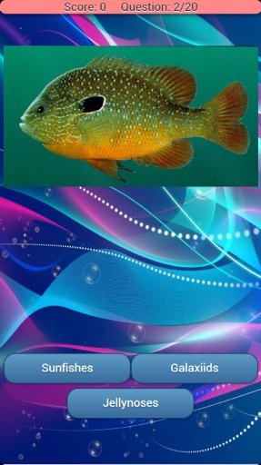 Quiz les Poissons截图3