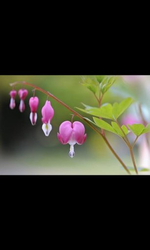 Beauty Valentines Heart LWP截图6