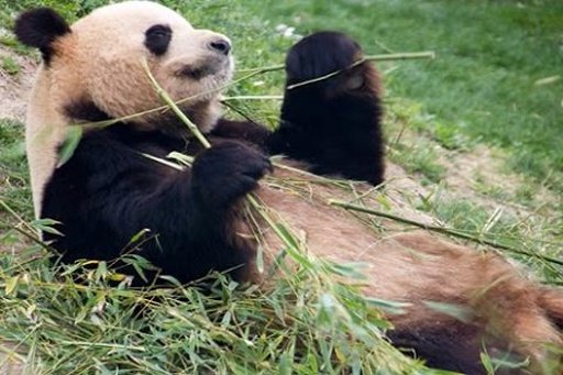 China Panda Wallpaper截图1