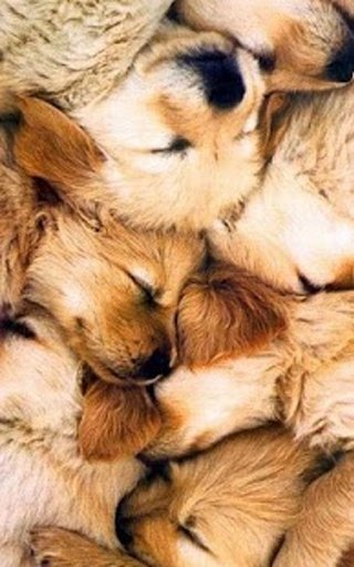 Golden Retriever Wallpaper截图1