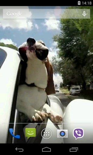 Dog in car Video LWP截图1