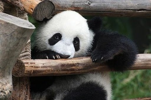 China Panda Wallpaper截图2