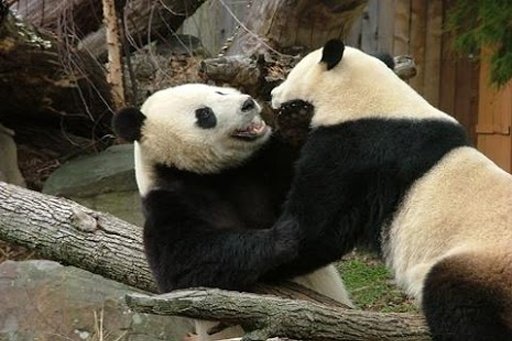 China Panda Wallpaper截图6