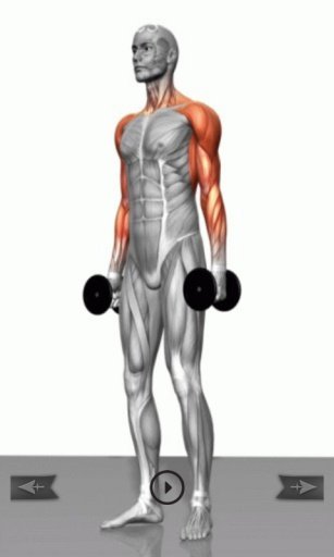 muscle exercises &amp; fitness截图3