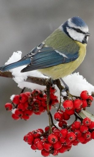 Aves Live Wallpaper截图5