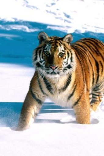 Ferocious Animal Wallpaper 3截图1