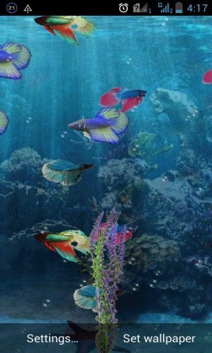 Beta Fish Pond Live Wallpaper截图2