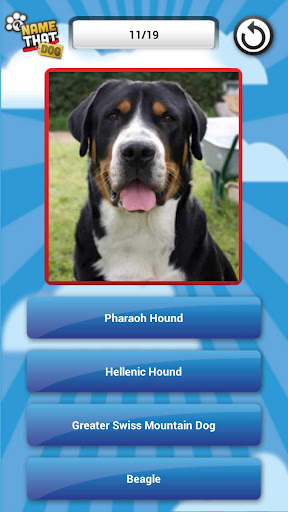 Name That Dog Free截图6