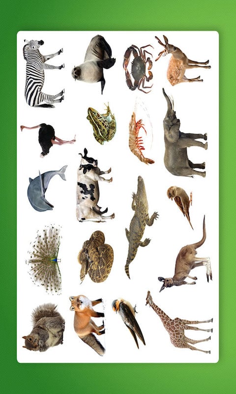 全球动物截图3