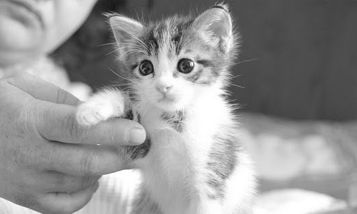 KittyWall FREE -LiveWallpaper截图4