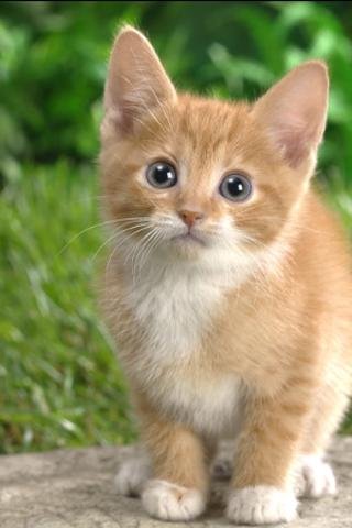 Cute Animal Wallpaper 1截图2