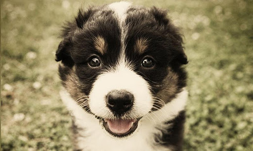 PuppyWall FREE -LiveWallpaper截图2