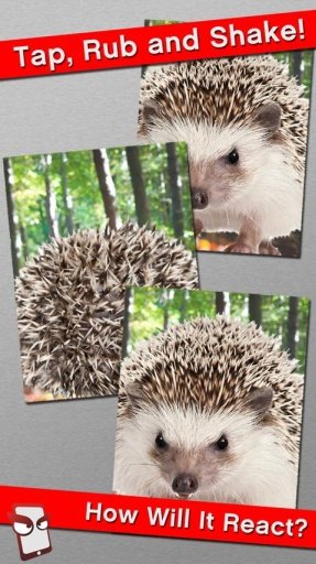 Angry Hedgehog Free!截图3