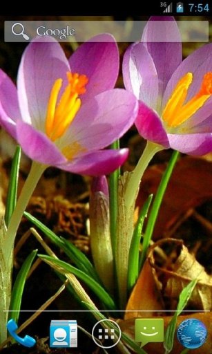 Crocus Spring Flowers LWP截图3