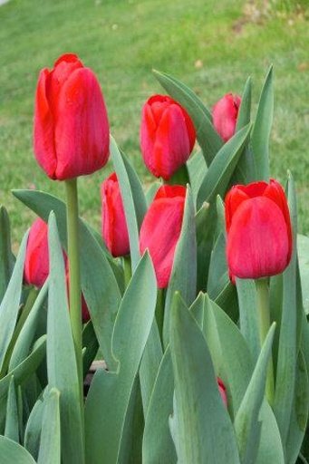 Tulip Wallpap截图8