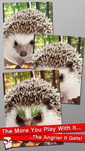 Angry Hedgehog Free!截图4