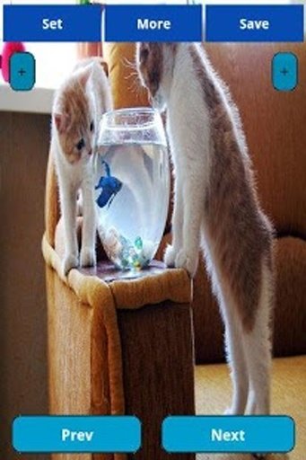 Cat and Fish Wallpapers截图5