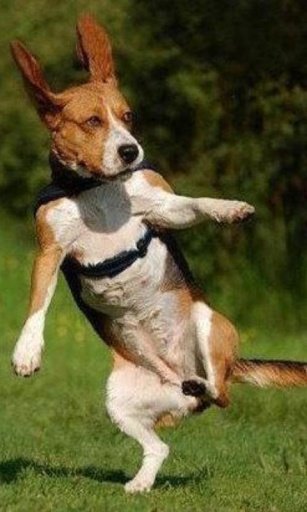 300 Free Funny Dog Pictures HD截图5