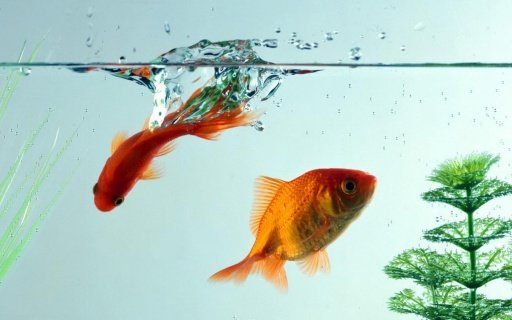 3D Live Fish Wallpaper截图11