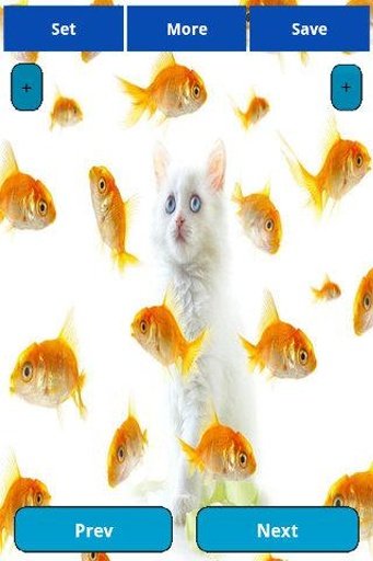 Cat and Fish Wallpapers截图2