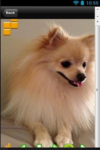 The Talking Pomeranian Dog截图1