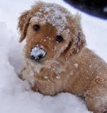 Cute Puppy Pictures截图5