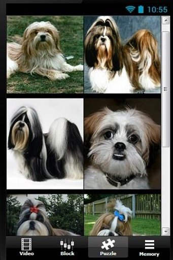 The Talking Shih Tzu Dog Games截图4