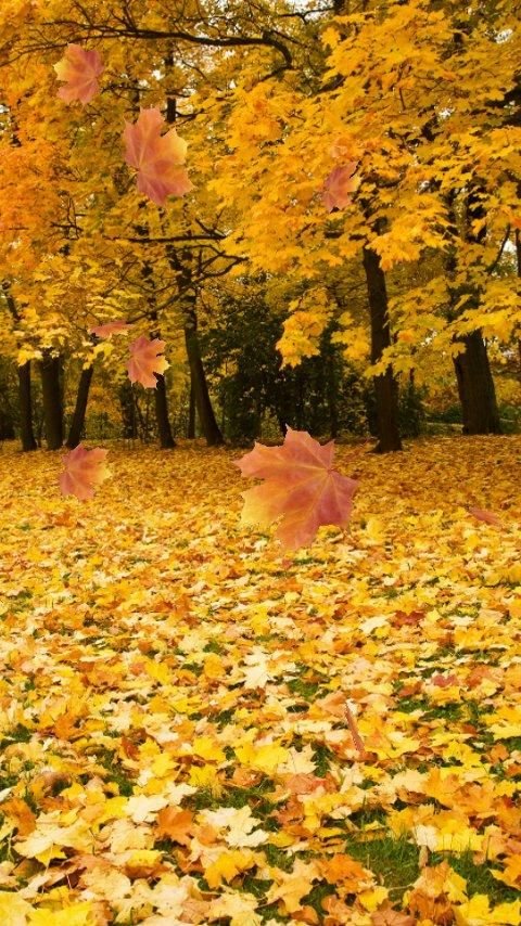 Autumn 3D Leaf Live Wallpaper截图1