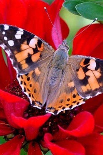 Butterfly HD Live Wallpaper截图9