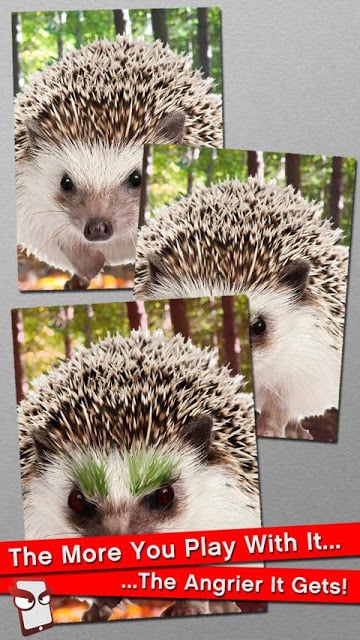 Angry Hedgehog Free!截图1