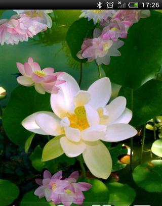 Lotus Free Live Wallpaper截图4